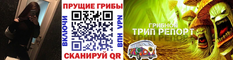 купить   Пошехонье  Псилоцибиновые грибы мицелий 